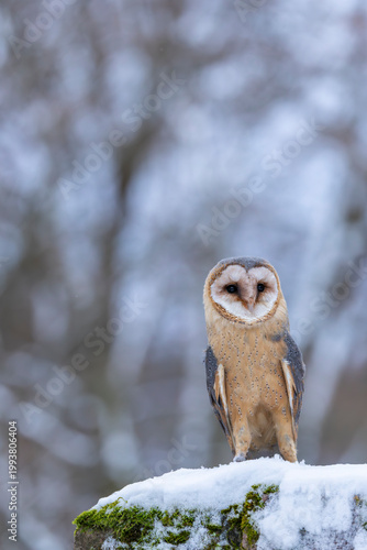 Barn owl standing on snow in winter forest