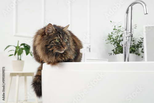 Cute fluffy cat with toothb...