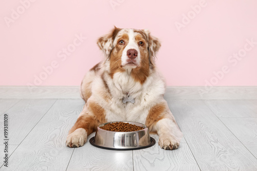 Cuadro en lienzo Cute Australian Shepherd dog lying with bowl of dry food near pink wall