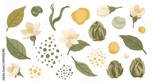 Flat Vector Illustration Set of Tea Leaves and Botanical Elements with Jasmine Flowers Tea Buds and Dried Herbs Isolated on White Background for Organic Branding