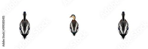 Tablou pe pânză Antarctic Penguin Animal Set Isolated Transparent PNG