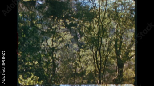 Impressionistic water reflection of trees panning upward to reveal forest canopy above, abstract painterly movement from mirror surface to real foliage, super 8 vintage grain