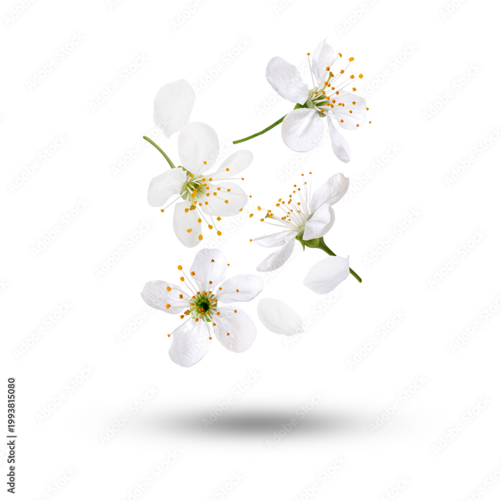 Obraz premium Beautiful flowers falling against white background. Spring blossoms