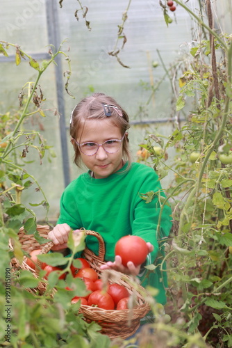 A girl in glasses holds a wicker basket with tomatoes. The girl is dressed in a green sweater