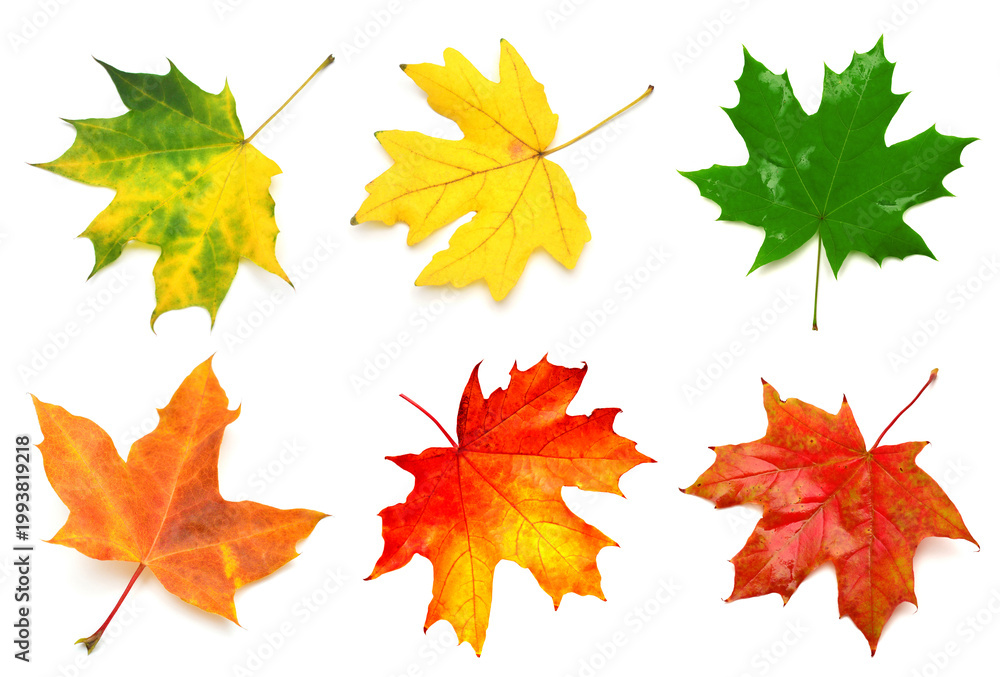 Obraz premium Collection yellow maple leaf isolated on white background. Autumn, falling foliage. Flat lay, top view, creative concept