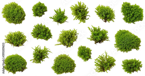 Green moss png Natural bryophyte cutout Forest greenery png Fresh plant cutout Organic lichen png Lush foliage cutout Wild vegetation png Damp turf cutout isolated transparent background image