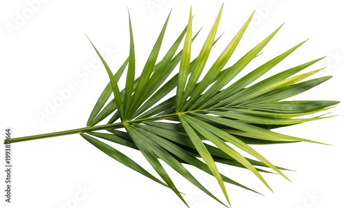 Green palm png Tropical leaf cutout Exotic frond png Jungle foliage cutout Summer greenery png Botanical branch cutout Verdant plant png Nature element cutout isolated transparent background image