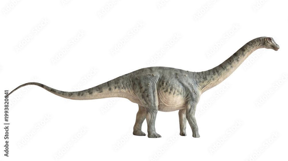 Fototapeta premium Long-necked Diplodocus dinosaur standing side profile