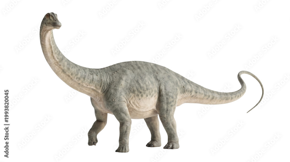Obraz premium Diplodocus dinosaur standing side profile with raised head