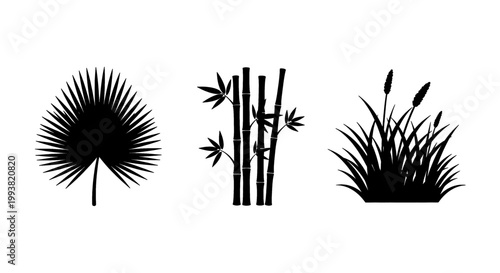 Silhouette collection of tropical plants and reeds on white background.