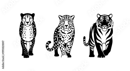 Three majestic big cats standing in a row, showcasing their unique patterns and power.