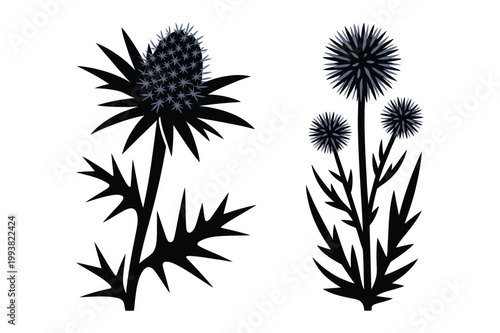 Thistle plant silhouette with spiky flower heads wildflower botanical