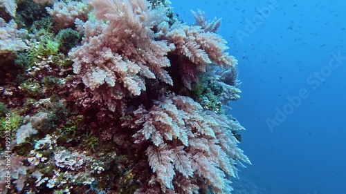 Underwater landscape - Swinging algae in the Mediterranean Sea
