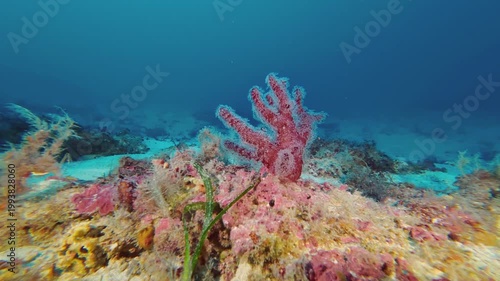 Dead man fingers sea fingers - Red soft coral 46 meters depth