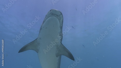 Maldives Ocean Wildlife: Tiger Sharks in Clear Waters