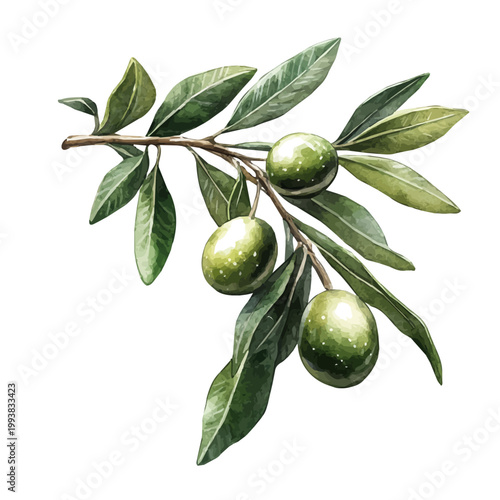 Cuadro en lienzo watercolor graphic of Olive illustration, isolated on a white background