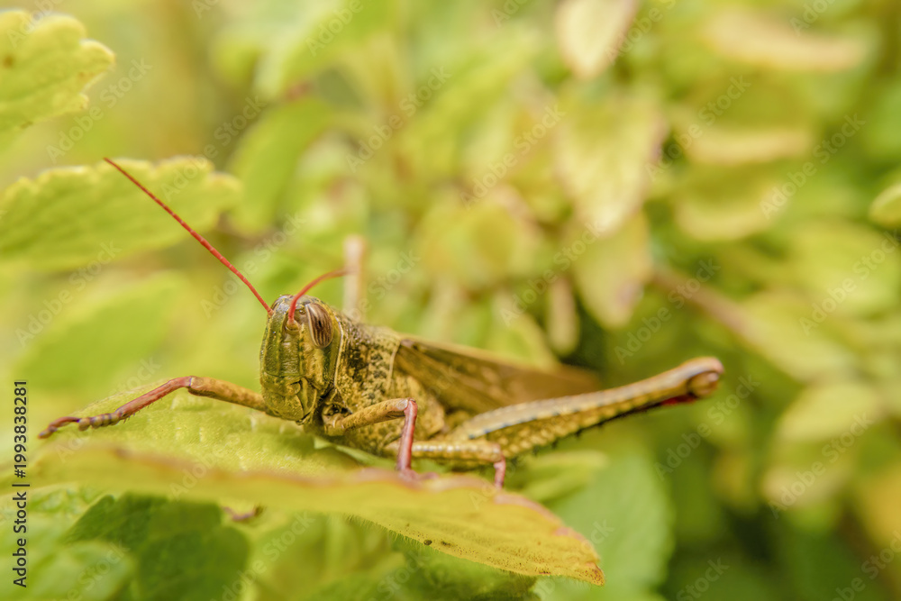 Fototapeta premium Locust among the foliage