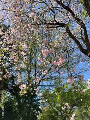 枝垂れ桜のある風景