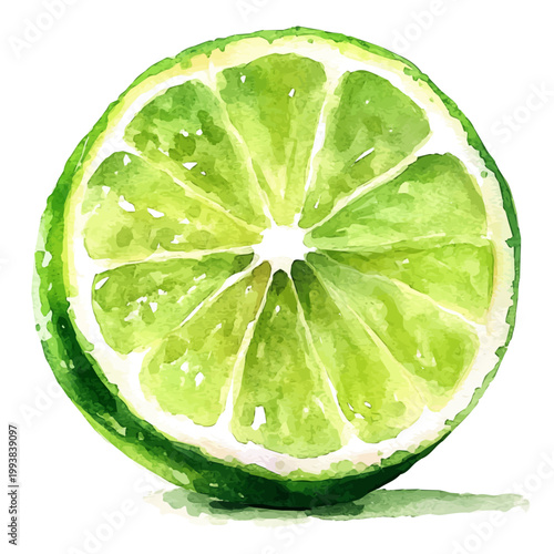 watercolor painting of Lime graphic, isolated on a white background.
