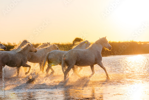 Tableau sur toile Camargue horses run through water at sunset creating a magical scene