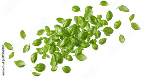 Many fresh green genovese basil leaves with dew captured mid-flight in a dynamic swirl on a transparent background. Concept of culinary purity and freshness