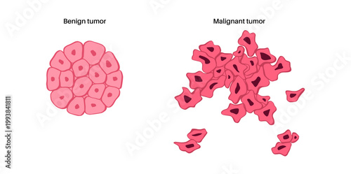 Cells structure sketch