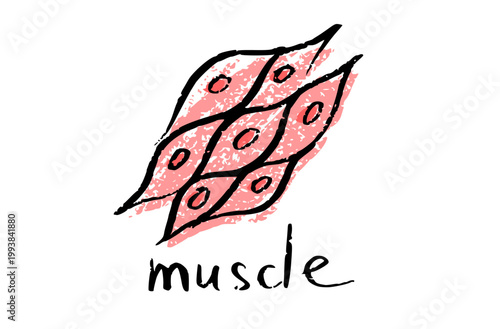 Cells structure sketch