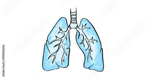 Cells structure sketch