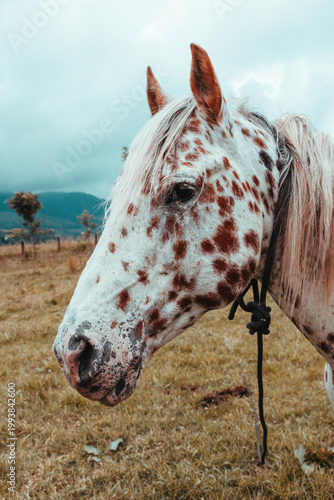 Retrato de la cara de un caballo, expresión de nobleza y conexión en primer plano