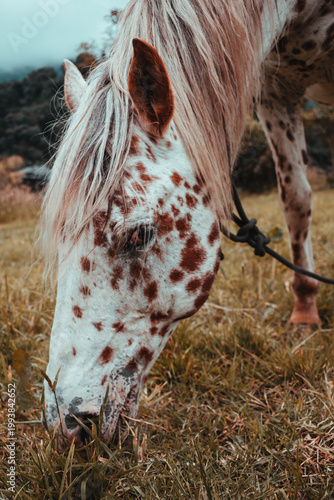 Caballo con manchas en la montaña