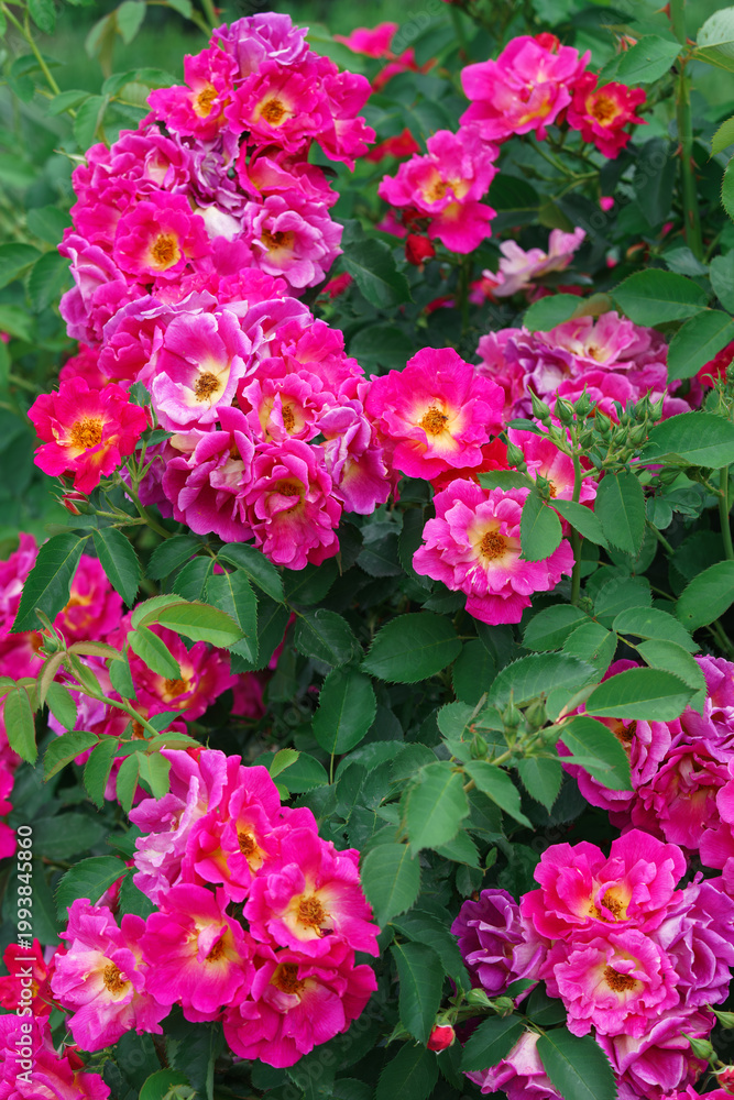 Fototapeta premium Branch of delicate pink roses in full bloom growing in summer garden. Romantic floral background with natural light, decorative flowers and green foliage. Spring and nature, gardening, plant breeding.