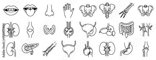 Medical organs line icon set. Vector of pancreas, intestine, joint,anatomy, thyroid, pelvis, skeleton,bladder, body parts, kidney, hand, nose, mouth, tongue, thin linear illustration.