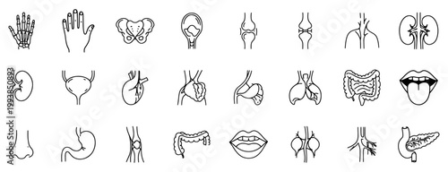 Medical organs line icon set. Vector of anatomy, thyroid, pelvis, skeleton, bladder, pancreas, intestine, joint, body parts, kidney, hand, nose, mouth, tongue, thin linear illustration.