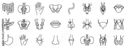 Medical organs line icon set.