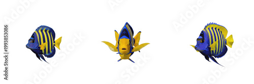 Cuadro en lienzo Set of Yellow and Blue Tropical Reef Fish Isolated on White Background PNG
