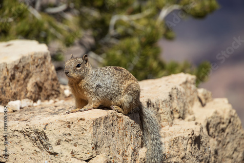 Squirrel sitting on a rock overlooking the Grand Canyon