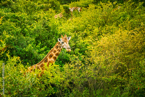 2024-01-04 A LARGE GIRAFFE WALKING THROUGH THE DENSE FOLIAGE NEAR THE TOWN OF KAREN NEAR NAIROBI KENYA