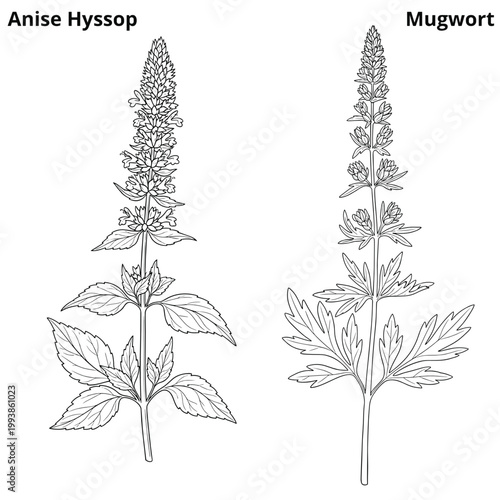 Anise hyssop and mugwort botanical herb line illustrations