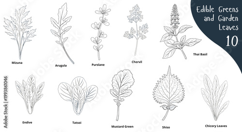 Edible greens and garden leaves set of 10 botanical line art