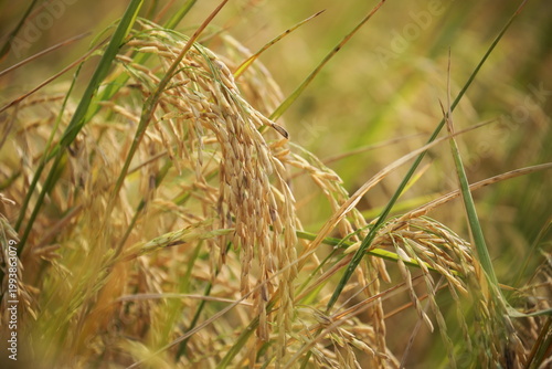 Golden rice field swaying in sunlight during harvest season in rural Thailand. Natural agriculture landscape with organic texture, calm mood, food production concept.