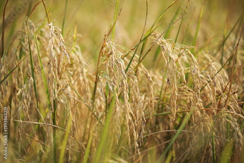 Golden rice field swaying in sunlight during harvest season in rural Thailand. Natural agriculture landscape with organic texture, calm mood, food production concept.