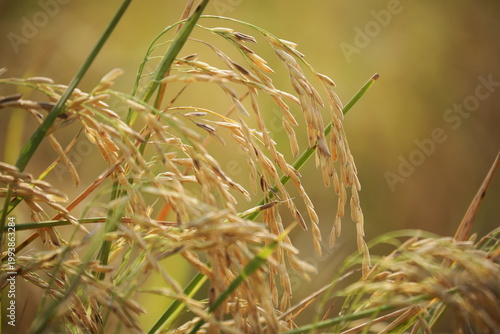 Golden rice field swaying in sunlight during harvest season in rural Thailand. Natural agriculture landscape with organic texture, calm mood, food production concept.