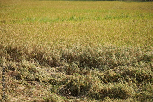 Close-up of ripe golden rice panicles bending under weight in warm sunlight, sharp grains focus with soft bokeh background. Harvest season in Thailand, natural agriculture texture and food crop detail