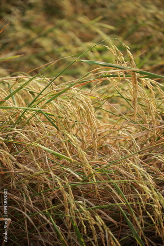 Golden rice field swaying in sunlight during harvest season in rural Thailand. Natural agriculture landscape with organic texture, calm mood, food production concept.