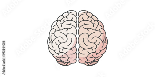 Human Brain Anatomy Illustration.