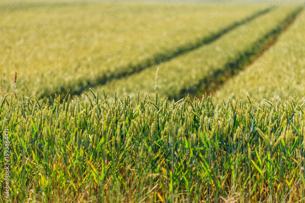 Obraz premium Wheat field stretches across landscape with tire tracks visible in bright sunlight during harvest season