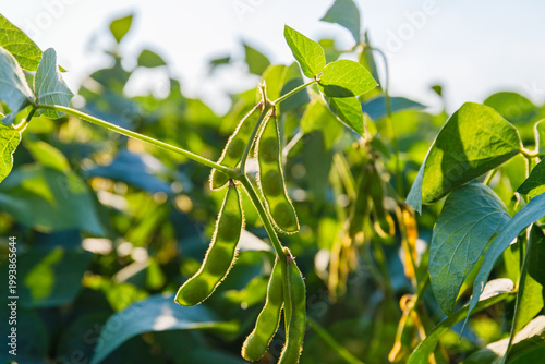 Soybean plants grow in a field during the late afternoon sun near a farm in summer