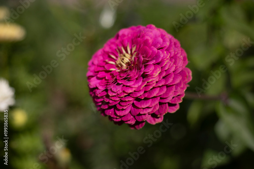 Garden flowers. Mature plants. Beautiful inflorescences.