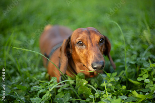 A dachshund roams the verdant countryside. A canine in the wild. A companion in the sun's warmth.