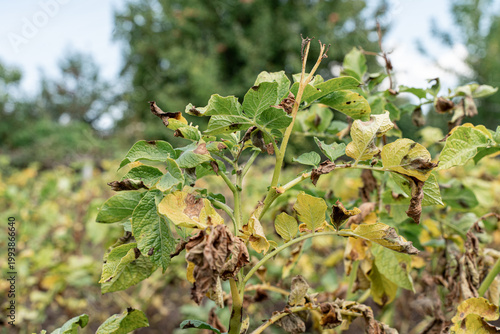 Foto Potato plants in a field suffering from blight, a common plant disease causing s